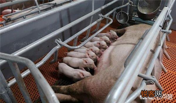 投资养猪场怎么样？