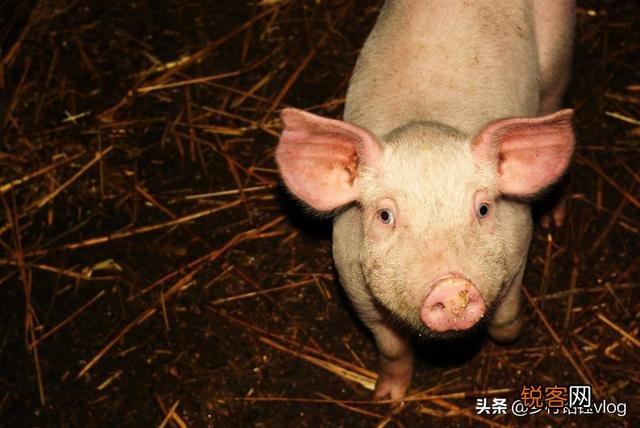 如果投资养猪场,有两百头的规模,能几年回本？为什么？