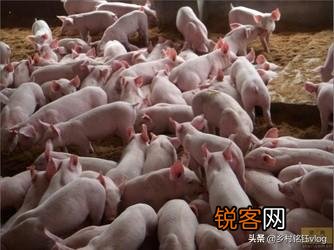 如果投资养猪场,有两百头的规模,能几年回本？为什么？