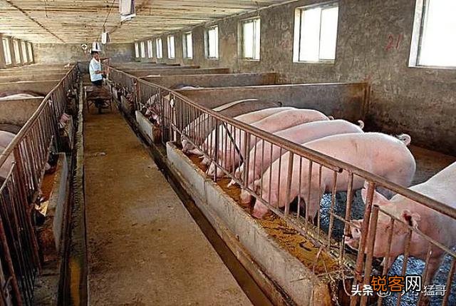 建一个100万头猪厂投资多少？要注意什么？