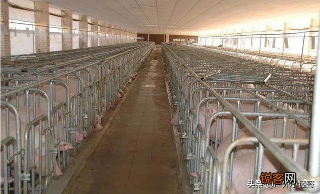 建一个100万头猪厂投资多少？要注意什么？
