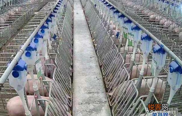 建一个100万头猪厂投资多少？要注意什么？