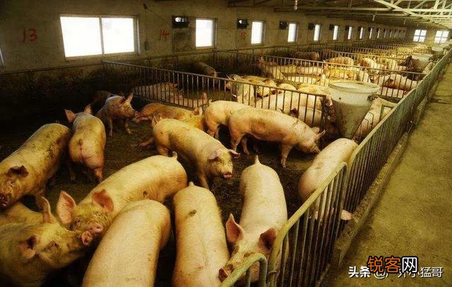 建一个100万头猪厂投资多少？要注意什么？