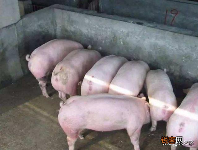 合同猪年出栏4000头,需要投资多少钱？需要注意什么？
