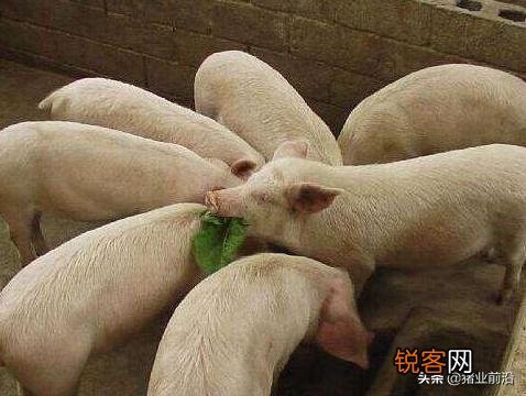什么时候是投资养猪场的好时机?前景如何？