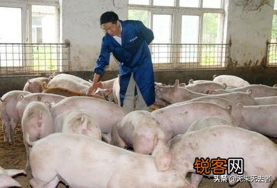 2020年下半年,投资养猪场,还来得及吗？
