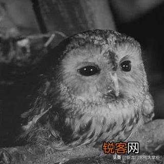 《被禁止的游戏》表达了什么意思？