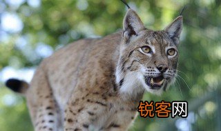 猞猁怎么读 猞猁是什么