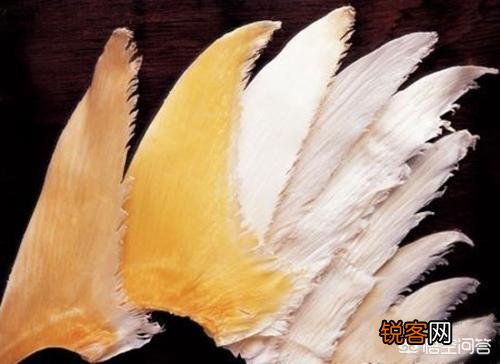 鱼翅是什么？有什么营养价值？