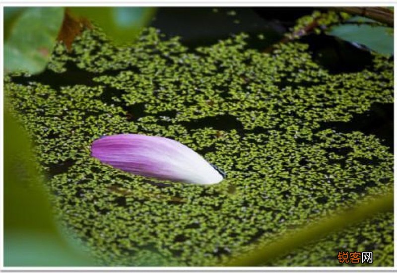 飘落是什么意思