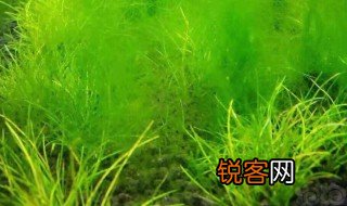 为什么水绵是藻类植物 水绵简单介绍