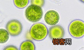 蓝藻又包括哪些 什么属于蓝藻