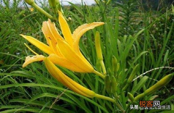 1-5岁的儿童,吃什么最补脑？你家的宝宝有多聪明,来说说？