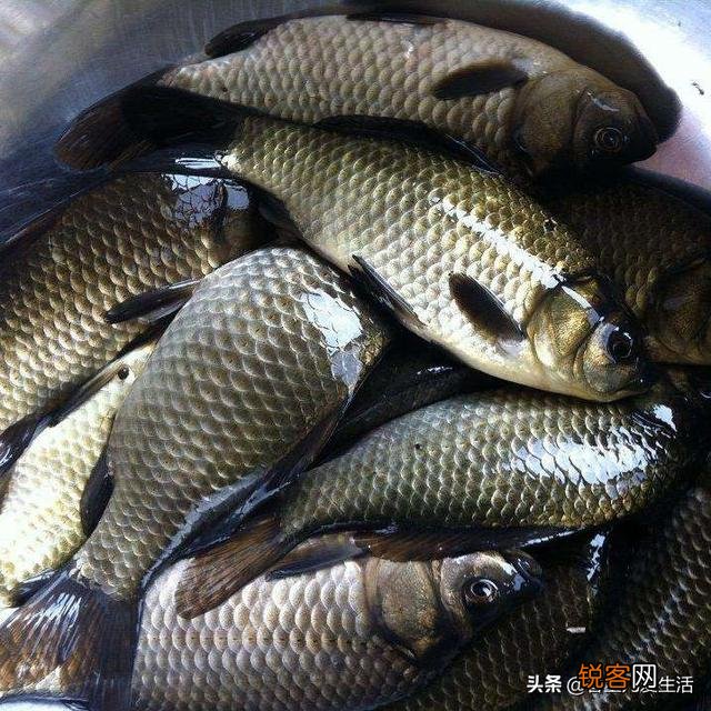 1-5岁的儿童,吃什么最补脑？你家的宝宝有多聪明,来说说？