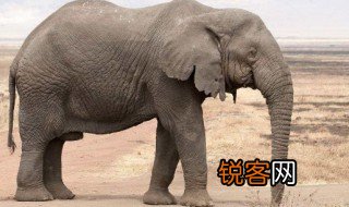 大象的尾巴有什么用 关于大象的尾巴风俗