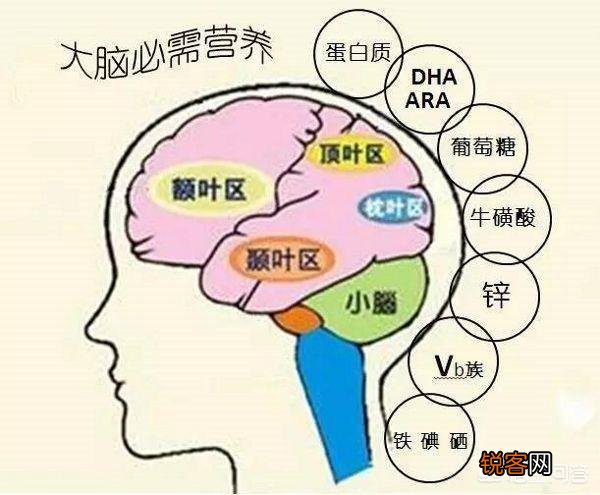 吃什么可以给孩子补脑,增强孩子的记忆力？