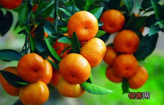 考试之前吃什么最补脑？