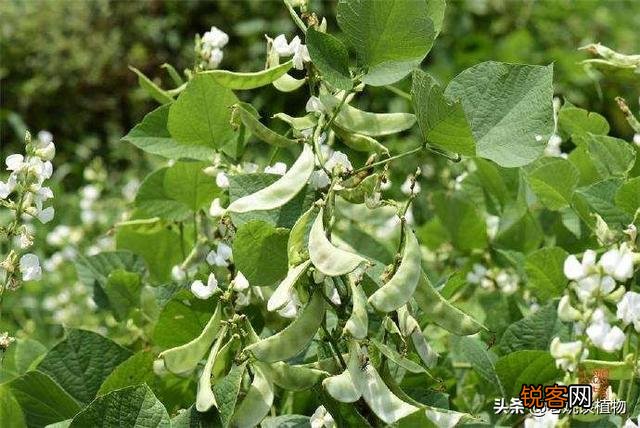 扁豆有什么功效和作用？