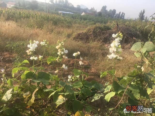 扁豆有什么功效和作用？