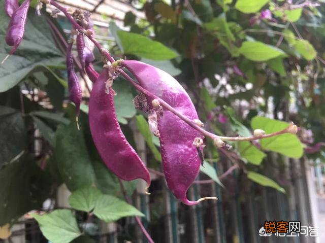 扁豆有什么功效和作用？