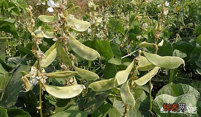 扁豆有什么功效和作用？