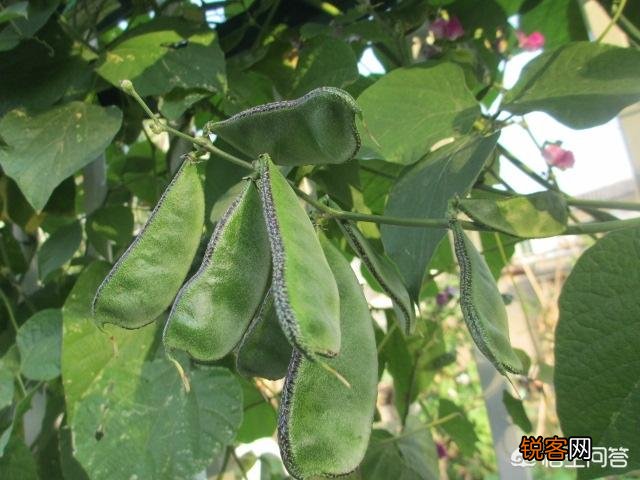 扁豆有什么功效和作用？