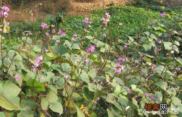 扁豆有什么功效和作用？