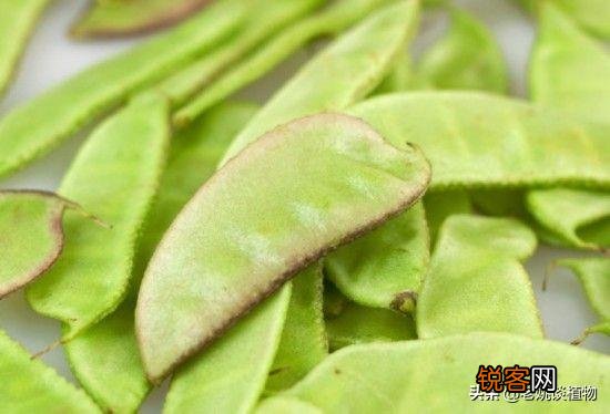 扁豆有什么功效和作用？