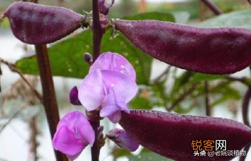 扁豆有什么功效和作用？