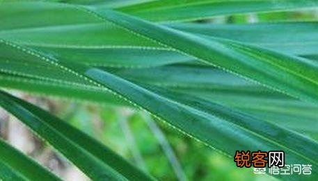 据说鲁班因手被茅草割破,所以发明了”锯”。但那个时代还没有钢,他用什么做的锯条呢？