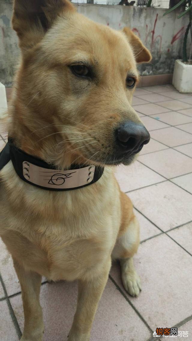 你羡慕那个娶了苍井空的男人吗？