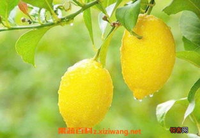 柠檬泡酒有什么功效？柠檬泡酒配方
