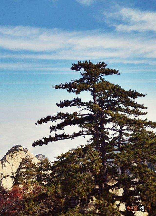 “时人不识凌云木,直待凌云始道高”,这首《小松》什么深意？