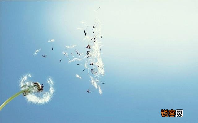 “时人不识凌云木,直待凌云始道高”,这首《小松》什么深意？