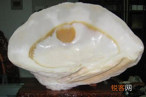 砗磲是什么？为什么有的这么贵？