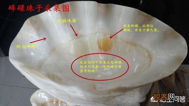 砗磲是什么？为什么有的这么贵？