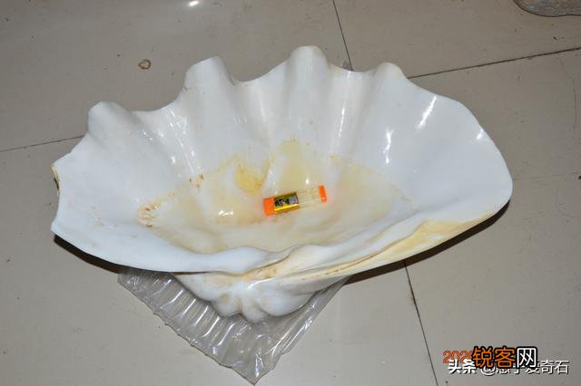 砗磲是什么东西？值钱吗？