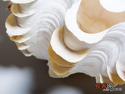 砗磲是什么,这两个字怎么念？