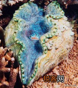 砗磲是什么,这两个字怎么念？