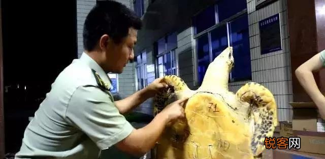 广西查38只玳瑁价值百万,玳瑁为啥这么值钱？