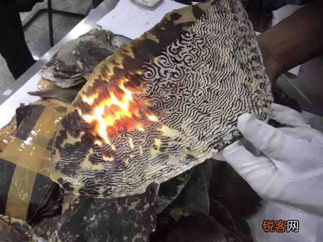 广西查38只玳瑁价值百万,玳瑁为啥这么值钱？