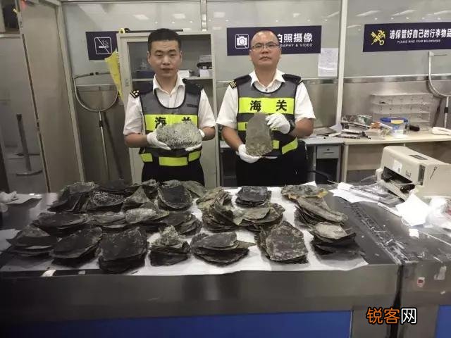 广西查38只玳瑁价值百万,玳瑁为啥这么值钱？