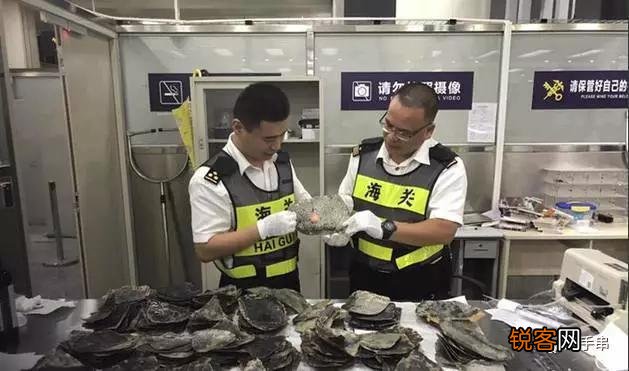 广西查38只玳瑁价值百万,玳瑁为啥这么值钱？