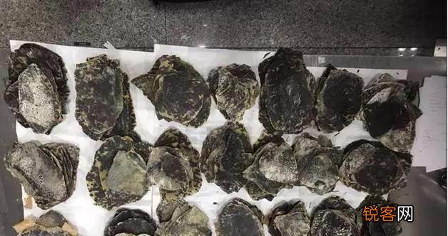 广西查38只玳瑁价值百万,玳瑁为啥这么值钱？