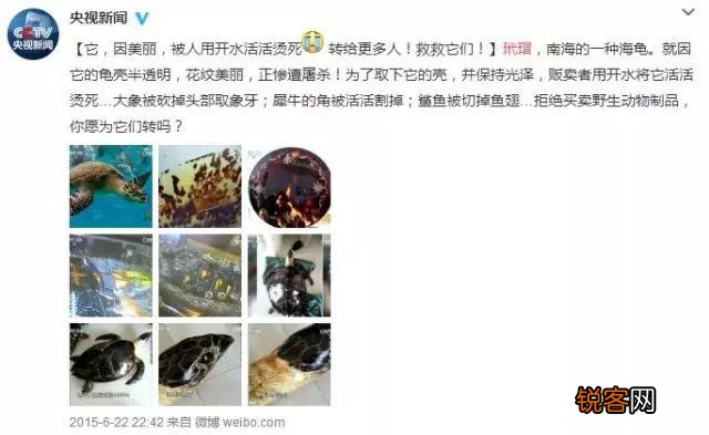 广西查38只玳瑁价值百万,玳瑁为啥这么值钱？