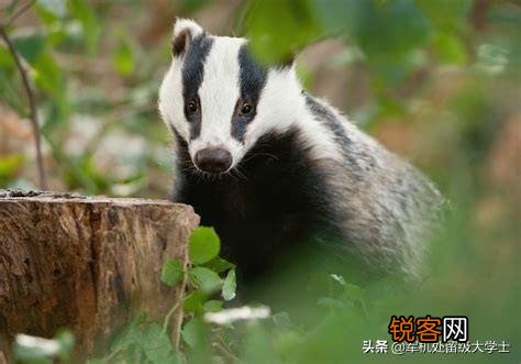 “獾”是一种什么动物？