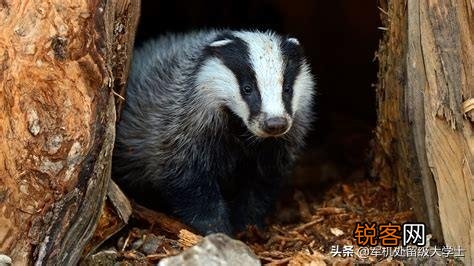 “獾”是一种什么动物？