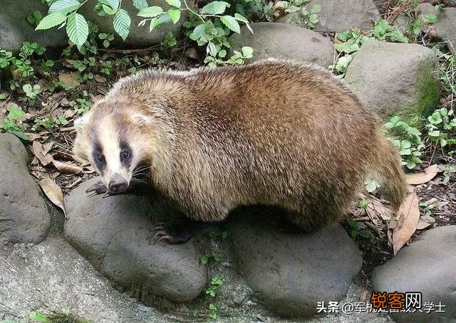 “獾”是一种什么动物？