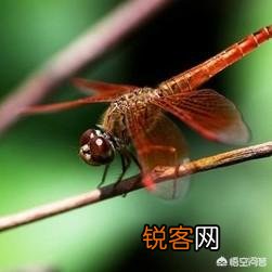 用你老家方言说个东西,看看别人能知道是什么吗？
