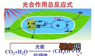光和作用的暗反应场所 光和作用的暗反应场所在哪里
